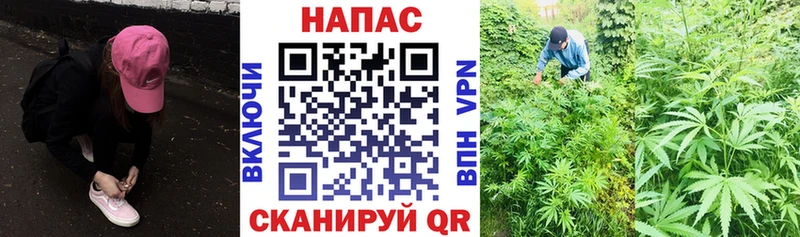 наркошоп  Рошаль  Канабис White Widow 
